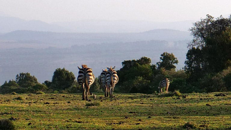 Mount Kenya - Zebras